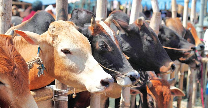 ৫ লক্ষাধিক কোরবানির পশু প্রস্তুত ময়মনসিংহ বিভাগে