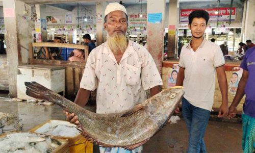 ২১ কেজির ভোল মাছ সাড়ে ৩ লাখ টাকায় বিক্রি