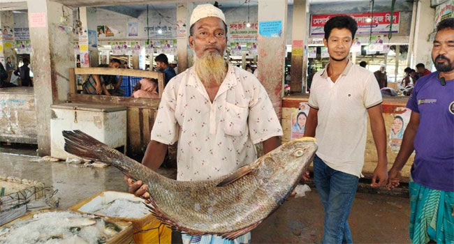 ২১ কেজির ভোল মাছ সাড়ে ৩ লাখ টাকায় বিক্রি