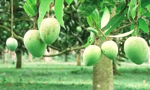 রংপুরের সুস্বাদু হাঁড়িভাঙা আম বাজারে আসবে ২০ জুন