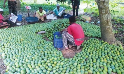 সাতক্ষীরার আম রপ্তানি হচ্ছে ইউরোপে