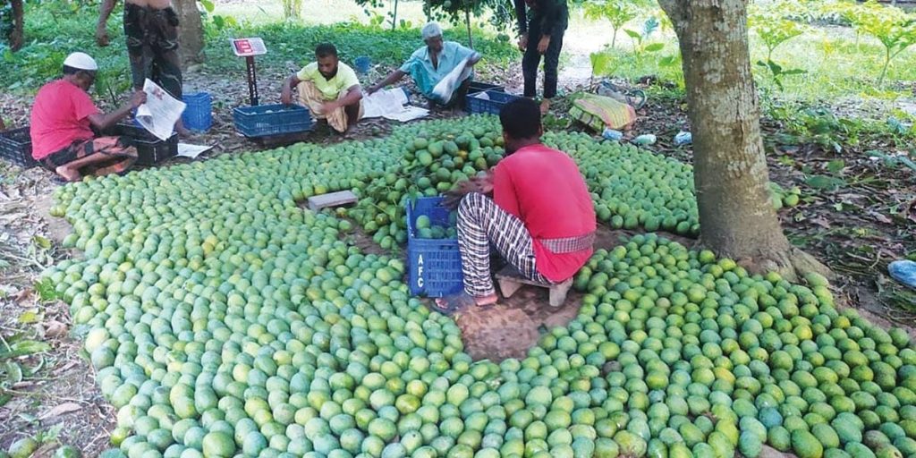 সাতক্ষীরার আম রপ্তানি হচ্ছে ইউরোপে