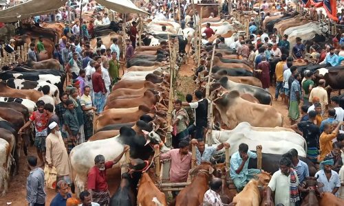 চাঁদপুরে জমে উঠেছে কোরবানি পশুর হাট