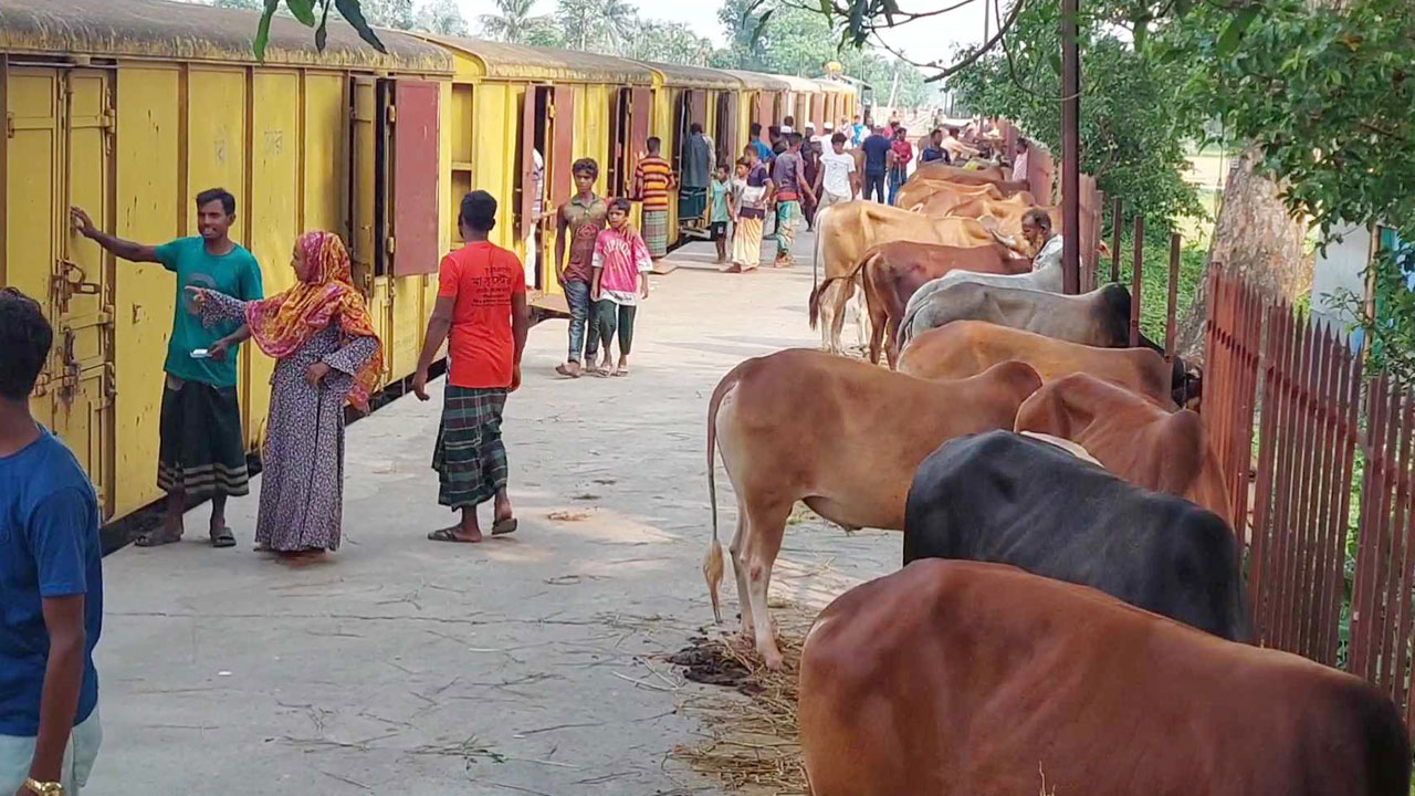 জামালপুর থেকে ট্রেনে করে ঢাকায় যাচ্ছে,গরু