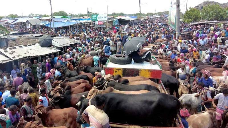 লাখের নিচে মিলছে না কোরবানিযোগ্য গরু