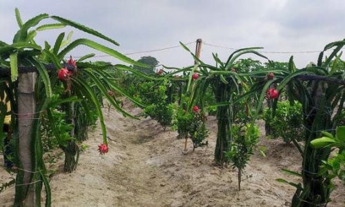 কুমিল্লায় আয়ের পথ দেখাচ্ছে ড্রাগন ফল চাষ